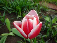 DSC04273.webp