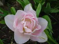 DSC04274.webp