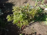 DSC04315.webp