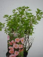 DSC04443.webp