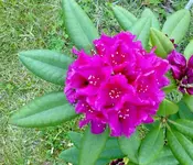 Rhododentron2.webp