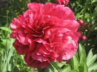 Garten09 012.webp