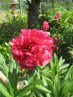 Garten09 011.webp
