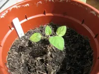 Physalis 03.06.10.webp