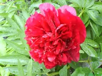 Garten 004 [800x600].webp