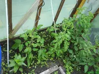 Garten 006 [800x600].webp