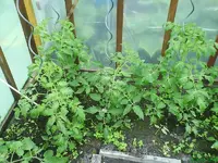 Garten 007 [800x600].webp