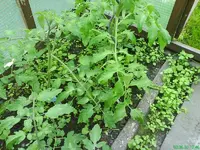 Garten 009 [800x600].webp