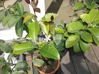 DSCF1006.webp