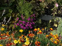 mittelgroße Astern.webp