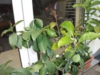 DSCF1007.webp