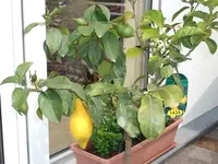 DSCF1010.webp