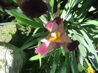 IMG_2830.webp