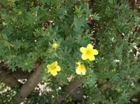 Wasistdas2.webp