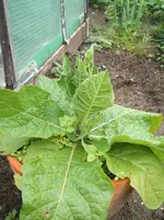 Garten 003.webp