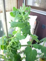 Test 522.webp