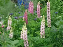 03.06.2010 012.webp
