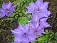 03.06.2010 014.webp