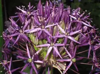 03.06.2010 037.webp