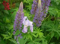 03.06.2010 054.webp