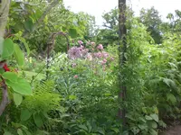 Garten Mai6 004.webp