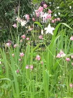 Garten Mai6 006.webp