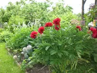 Garten Mai6 007.webp