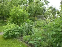 Garten Mai6 008.webp