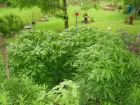03.06.2010 059.webp