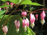 CIMG2253.webp