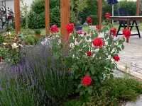 üppiger Sommer 2.webp
