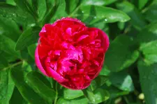Bauernrose Staudengärtnerei 30.05.2010.webp