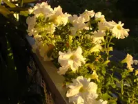 Balkon 03.06.2010 004.webp