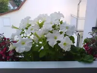Balkon 03.06.2010 005.webp