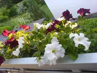 Balkon 03.06.2010 006.webp