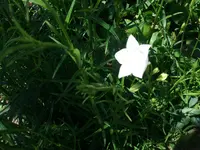 Seltsame Blume1.webp