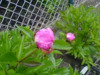 Balkon 03.06.2010 002.webp