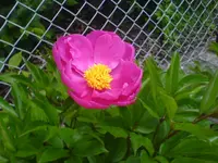 Balkon 03.06.2010 003.webp