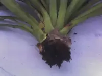 Palmlilie - abgebrochener Trieb 1.webp