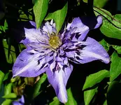 MB einzelme Blüte_klein.webp