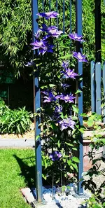 Multi Blue in voller Blüte.webp