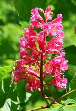 Kastanienblüte.webp