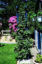 Maigold in Knospe.webp