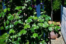 Maigoldknospen.webp