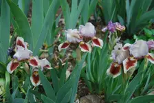 DSC_0083.webp