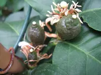 kleine Zitronen1.webp