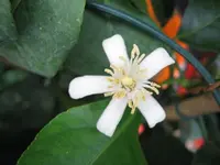 Zitronenblüte.webp