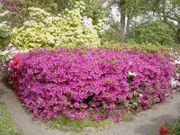 Fruehling 2008 106v.webp