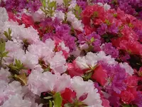 Fruehling 2008 108v.webp