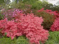 Fruehling 2008 136v.webp